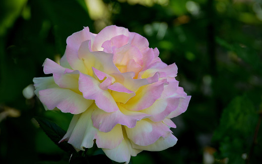 964503 (a): :2880x1800